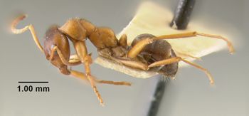 Media type: image;   Entomology 23138 Aspect: habitus lateral view